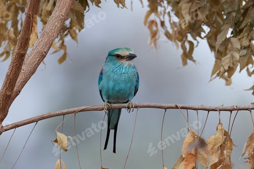 Vorschau: Abessinische Walze (Coracias abyssinicus)