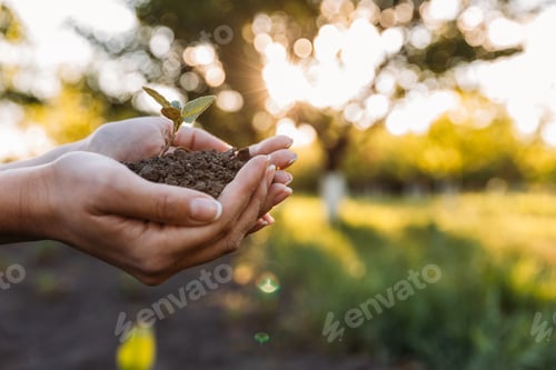 Preview: cropped shot of human hands holding young green plant in soil
