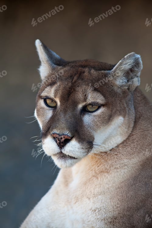 Preview: Mountain Lion