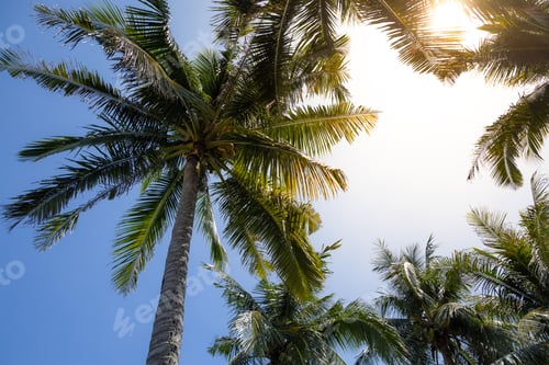 Preview: Palm tree over the blue sky with flare sunlight