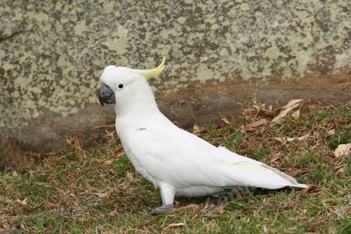 Preview: bird, cockatoo, pet, parrotsss