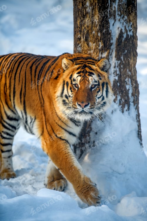 Preview: Close up wild siberian tiger on snow. Wildlife scene from winter nature
