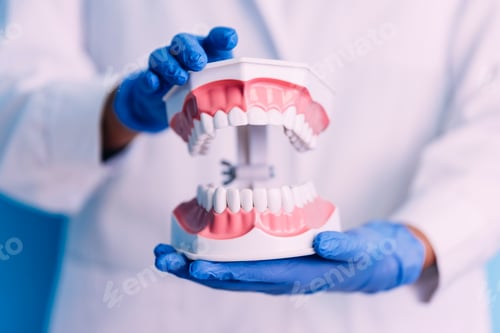 Preview: Dental model of jaw.