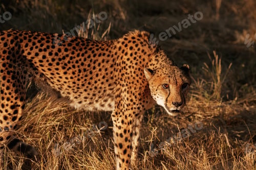 Preview: Cheetah is outdoors in the wildlife