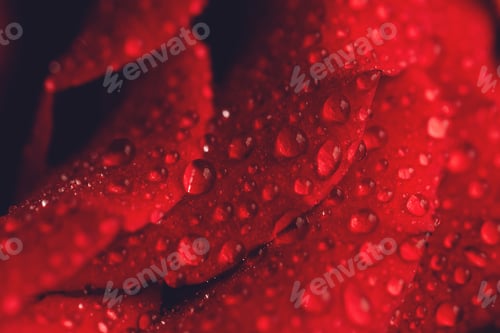 Preview: Red rose flower with drops on the petals. Taken with macro lens stacked.