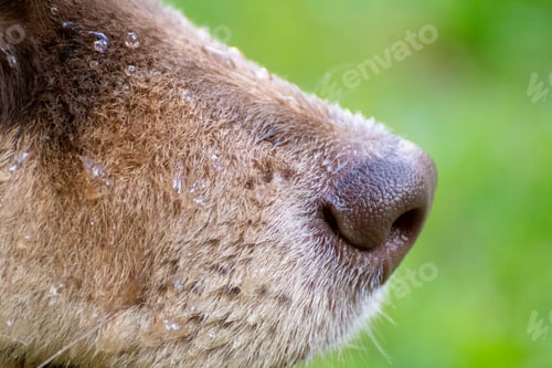Preview: Closeup or macro of the nose of a dog