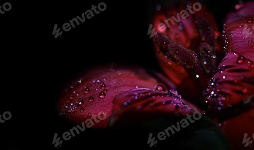 Preview: Magnificent floral beauty. Studio shot or a red lily covered in dew on a black background.