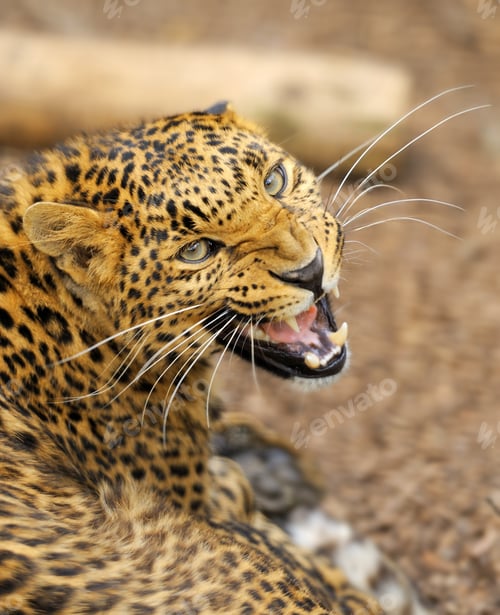 Preview: Leopard