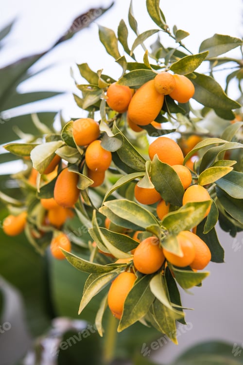Preview: Kumquat tree in a garden. orange trees in orange grove. Citrus tree with kumquat fruit.