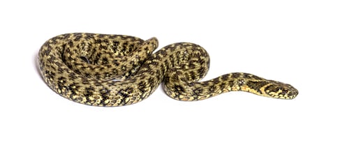 Preview: Viperine water snake, Natrix maura, nonvenomous and Semiaquatic snake, Isolated on white