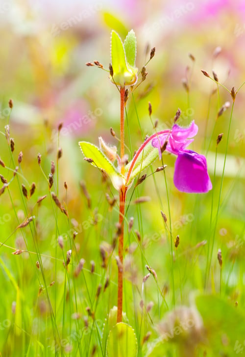 Preview: Beautiful floral spring abstract background of nature.