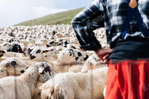 Preview: Crop of unrecognizable man standing near enclosure with sheep