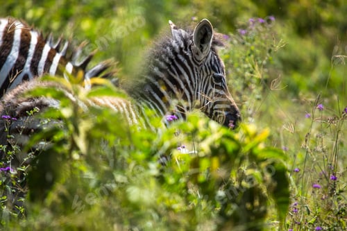 Preview: A young zebra in Nakuru National Park. Kenya