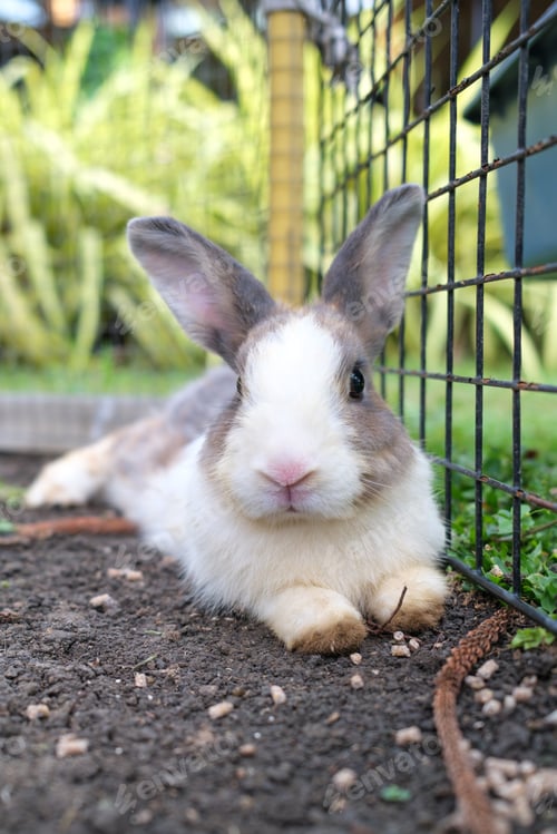 Preview: Fluffy rabbit lying on ground in the farm
