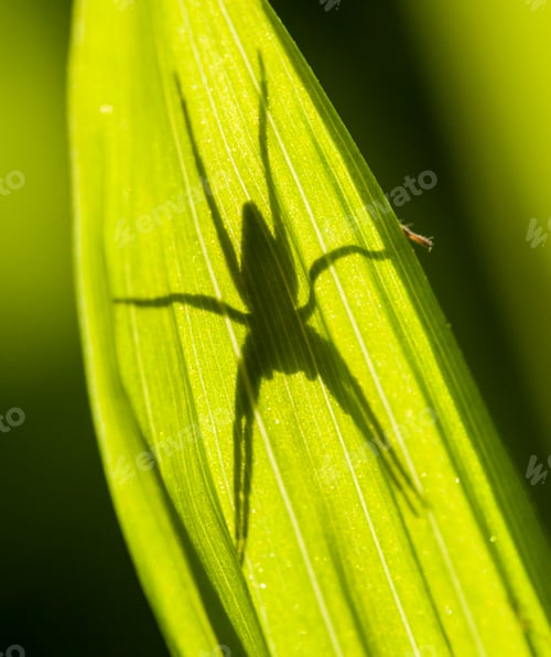 Preview: Spider shadow on green leaf in sun
