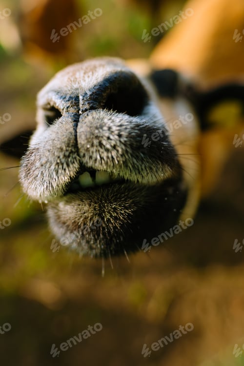 Preview: Portrait of a goat on a farm. Close up face, Livestock in the pasture