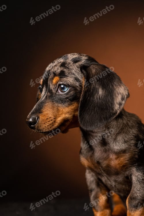 Preview: Adorable dachshund isolated on a dark brown background