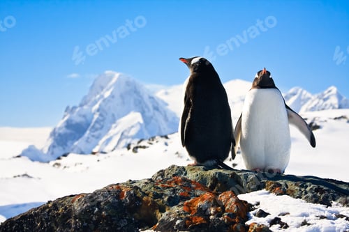 Preview: Two penguins dreaming