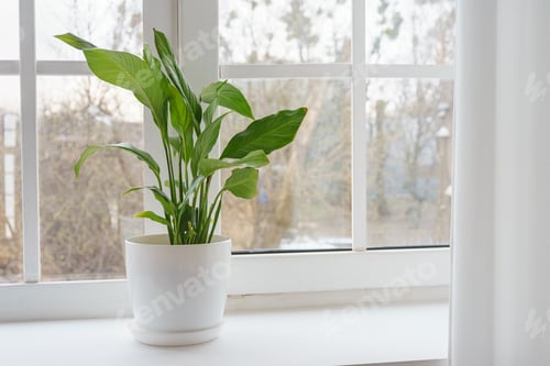 Preview: Fresh green decorative houseplant Spathiphyllum in white pot on a windowsill, ornamental plant