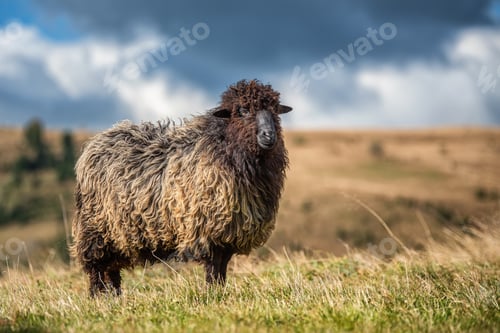 Preview: Sheep on pasture in mountains