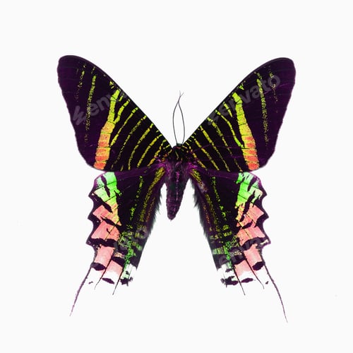 Preview: fancy butterfly isolated on white