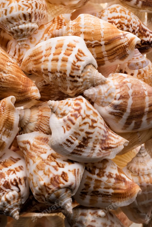 Preview: Seashells collection background
