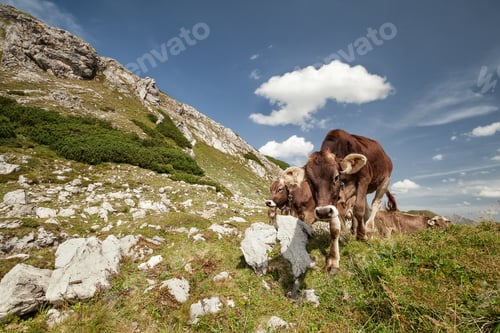 Preview: brown alpine milk cows in mountains