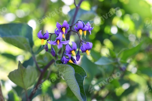 Preview: Bittersweet nightshade