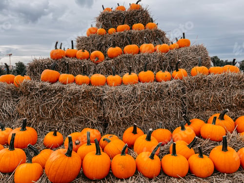 Preview: Pumpkins