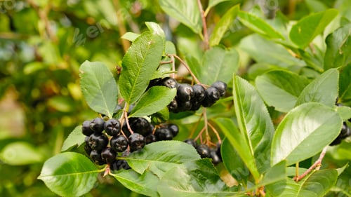 Preview: Cluster of ripe, dark purple chokeberries - Aronia berries. Berries are plump and ready for harvest