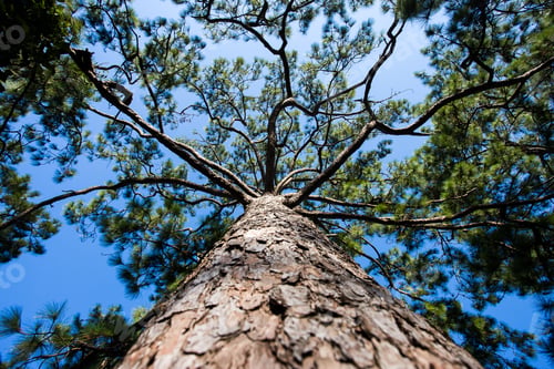 Preview: Pine tree forest landscape