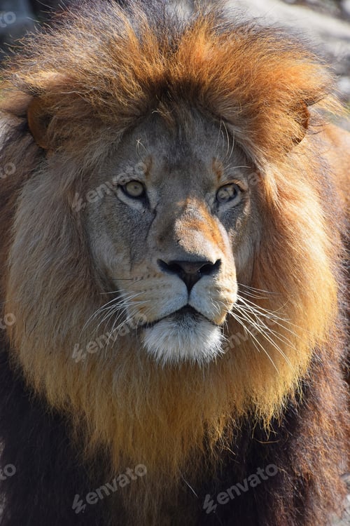 Preview: Close up portrait of African lion
