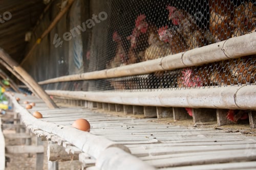 Preview: Chickens in coop with eggs on bamboo platform, showcasing rustic farm setting