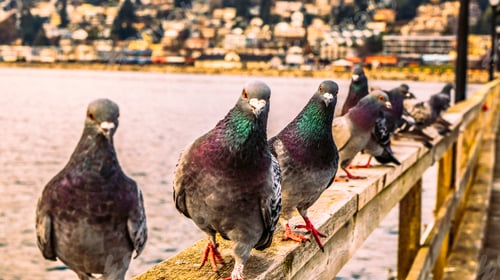 Preview: Pigeons in a row