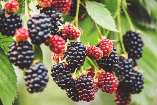 Preview: Blackberry fruit growing, ripening blackberries on branch, bramble plant in the garden