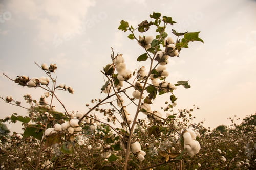 Preview: Cotton field white with ripe cotton ready for harvesting, India