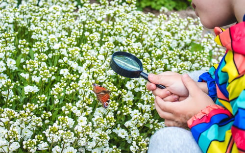 Preview: child looks into a magnifying glass butterfly sits on flowers.