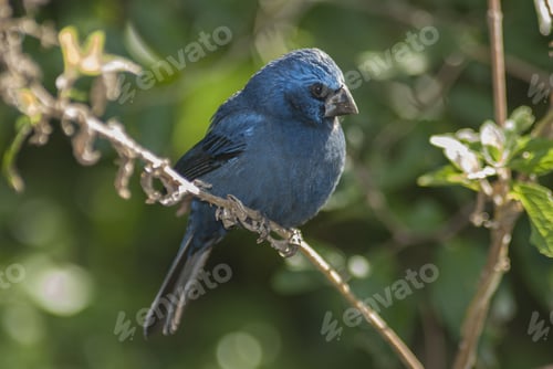 Preview: Selective focus shot of an Ultramarine grosbeak perching on the branch on nature background