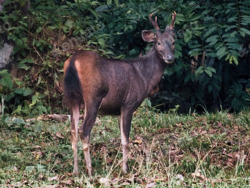Preview: Sambar deer standing in field