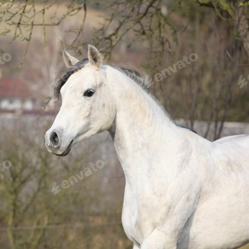 Preview: arabian, horse, mare, stallion, riding