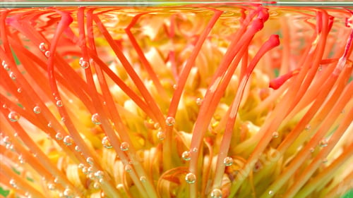 Preview: Amazing orange and yellow leucospermum flower bud inside transparent water. Stock footage. Blooming