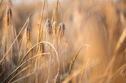 Preview: field of cereals of wheat or rye. ripe wheat close up. farming and agriculture.
