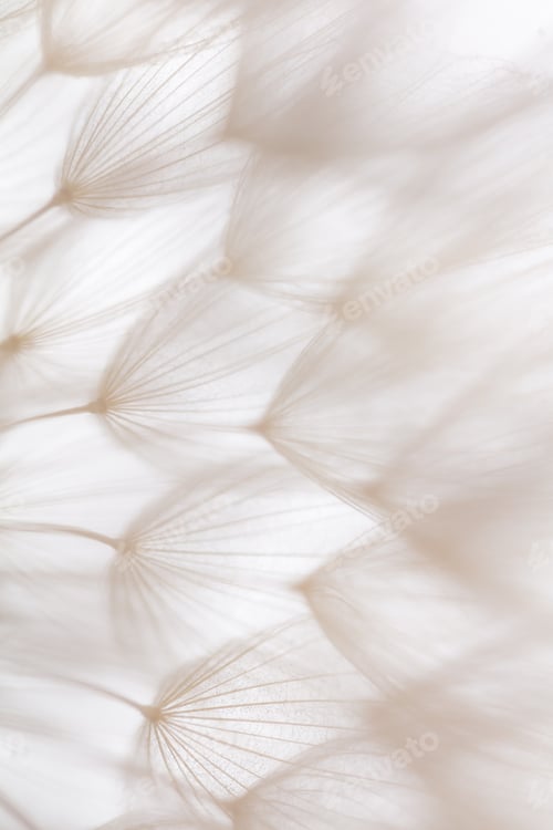 Preview: Abstract dandelion macro flower background. Seed macro closeup. Soft focus