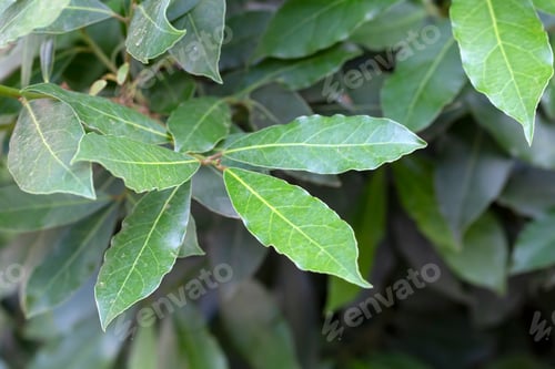 Preview: Green fresh daphne tree leaves