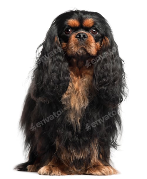 Preview: Cavalier King Charles Spaniel, 2 years old, in front of white background