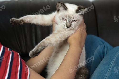 Preview: Woman hug Cute cat. Friendship Animal lover. trust love Friend of human.