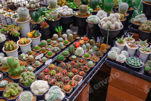 Preview: Many various beautiful Cactus plant are growing on shelves in home gardening area