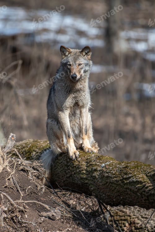 Preview: Wolf sit on a fallen tree in the forest up close. Wild animal in the natural habitat