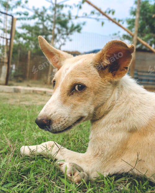 Preview: Cute puppy at AWTE....