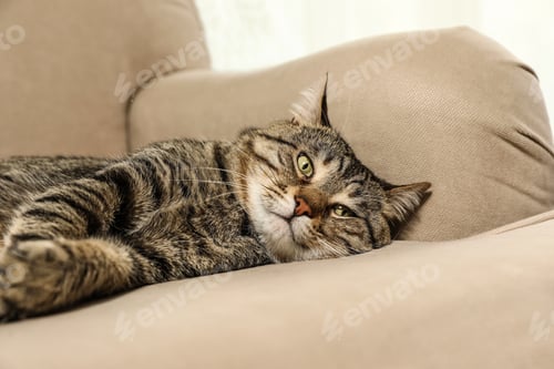 Preview: Cute tabby cat lying on sofa indoors. Friendly pet
